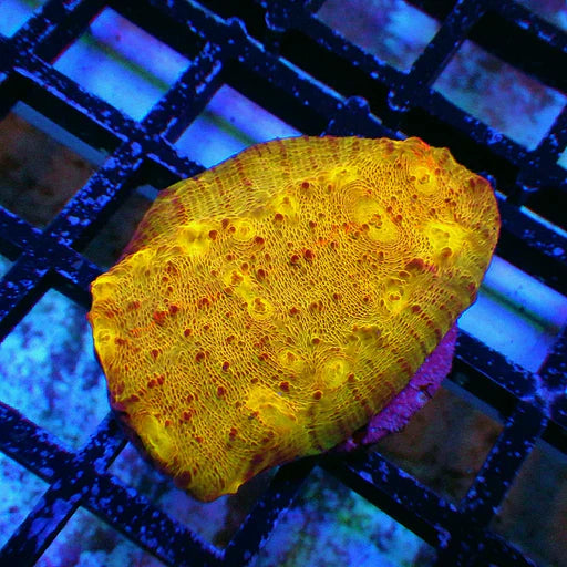 $20 SUPERSALE corals