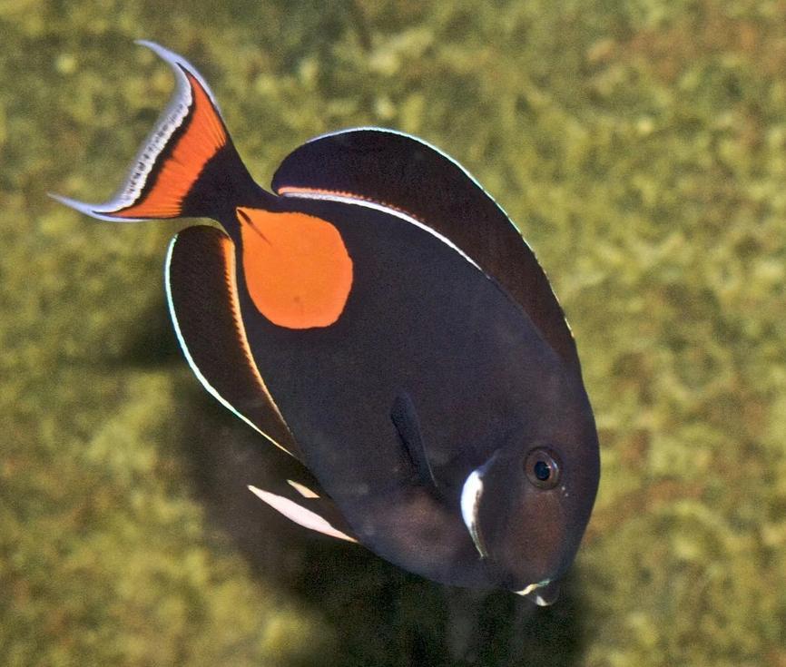 Powder Blue Tang - Africa - Tangs - Saltwater Fish