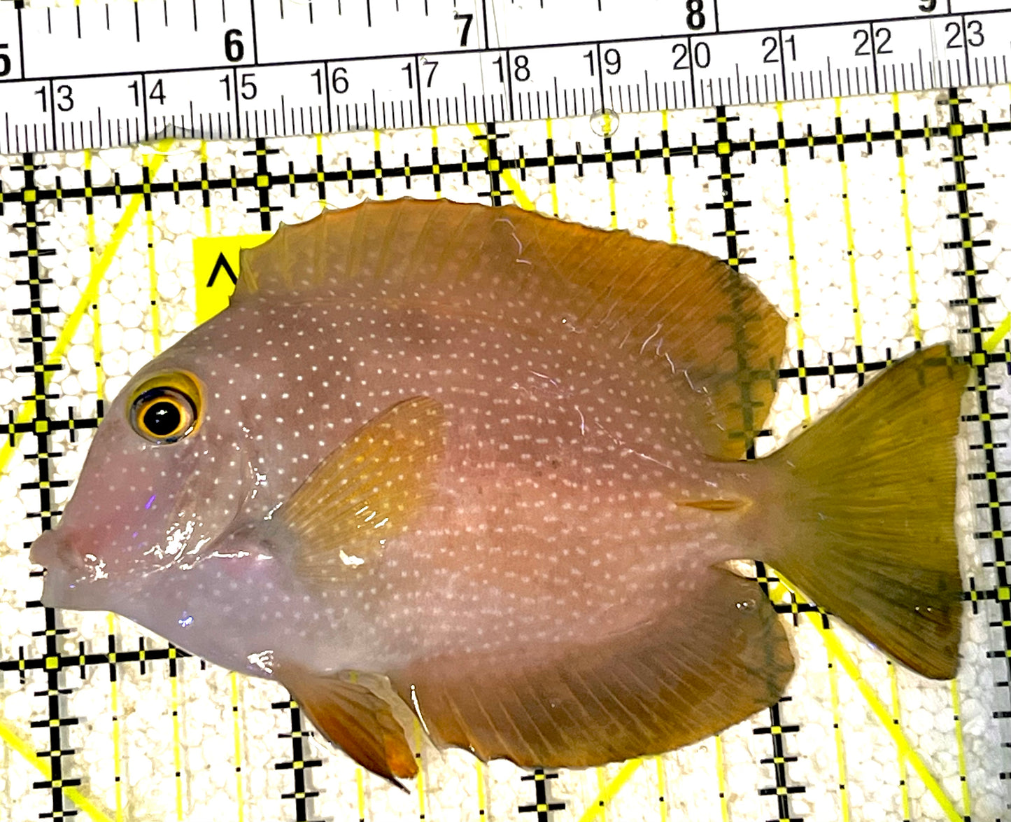 Yellow Eye Kole Tang (Spotted) YEKT031801 WYSIWYG Size: M 4" approx