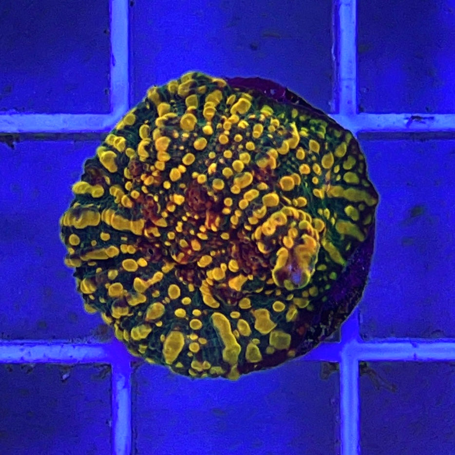 Cloudberry Chalice (Aquacultured)