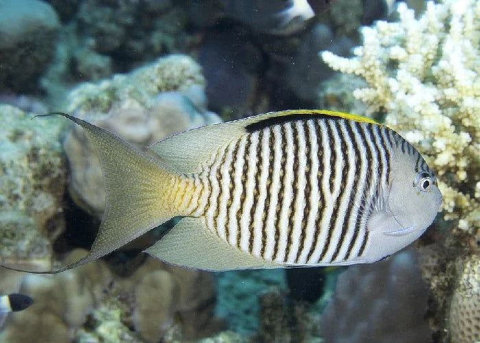 Swallowtail Angelfish Male (Reefsafe) Size: L 5" to 6"