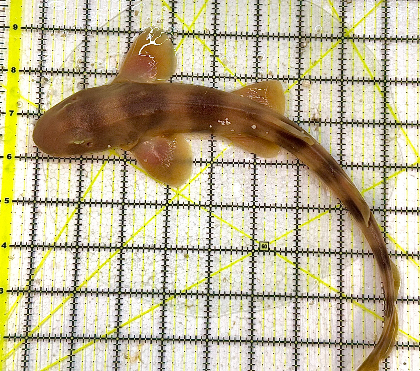 Grey Bamboo Shark GBS032703 WYSIWYG Size: SHOW /XXL 13" approx