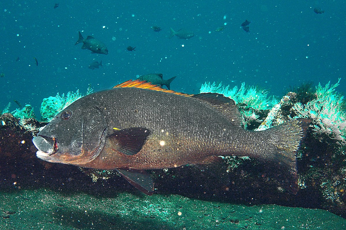 Yellow Lined Giant Sweetlips Size: S 2" to 3"