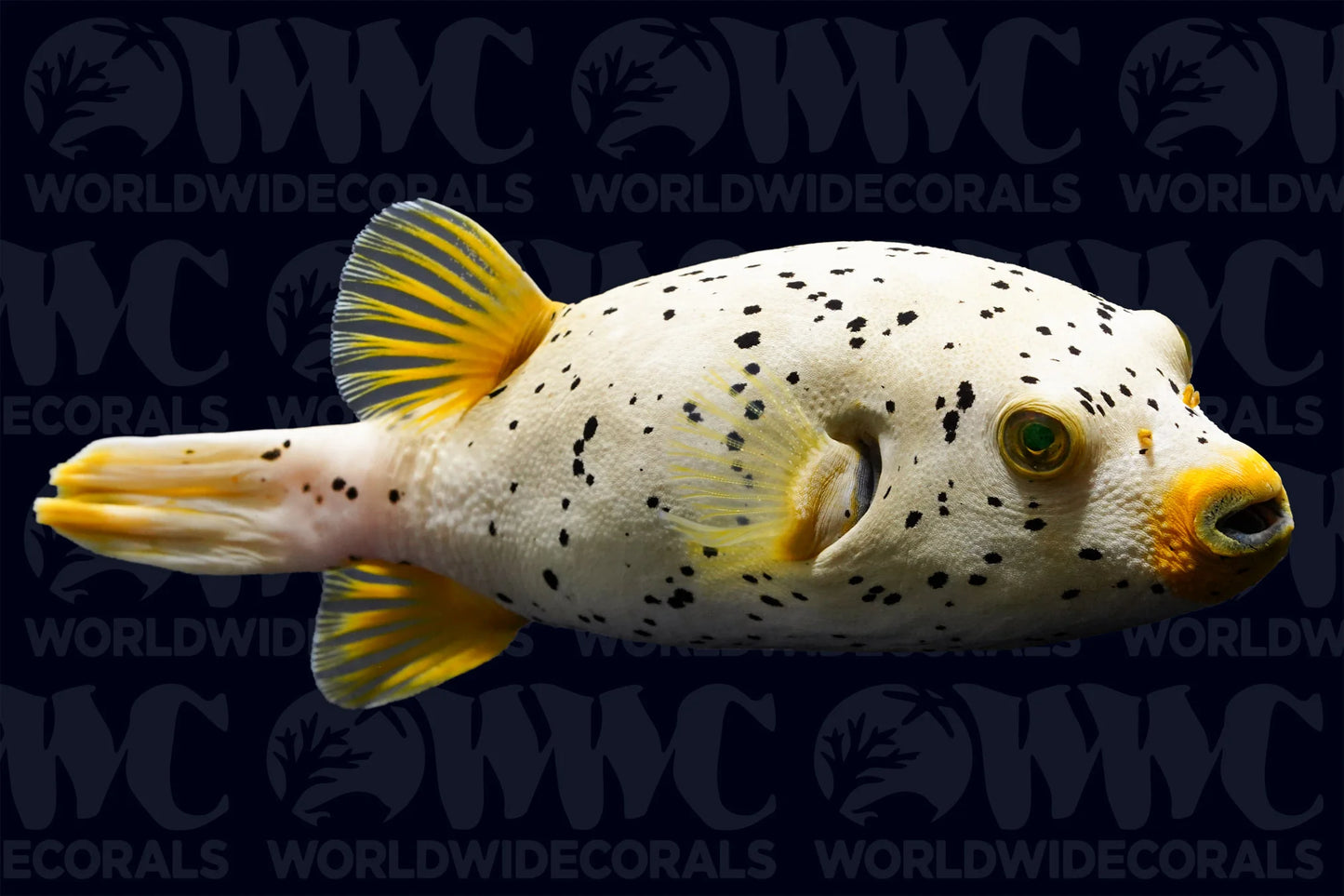 Dogface PufferFish Size: XXXL/SHOW 7" and Above - Violet Aquarium