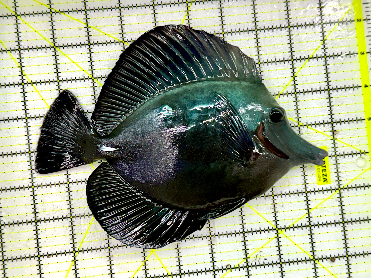 Black Tang WYSIWYG BLK082001 Size: XXL show 10" Approx