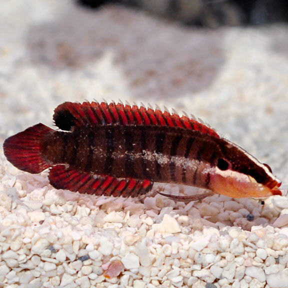 Rare Indo Barred Longfin Basslet