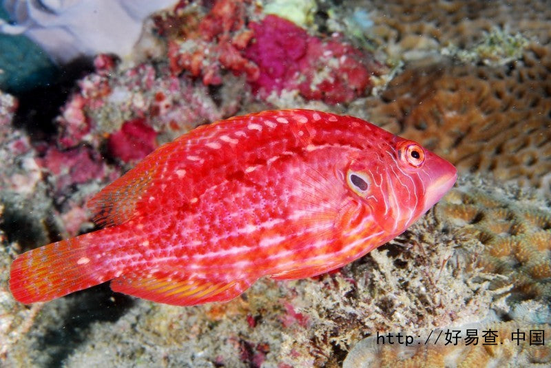 Rare Red Cockerel Wrasse Size: ML 2" to 2.5"