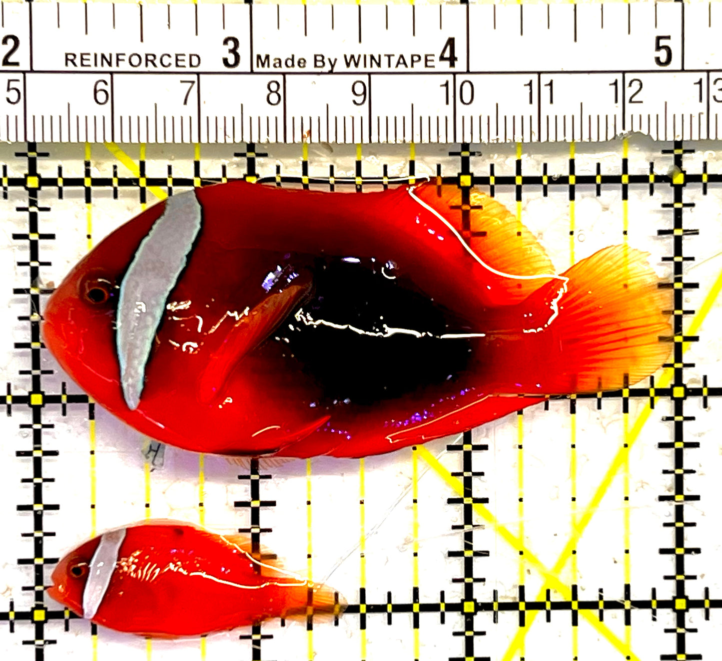 Cinnamon Clownfish Wildcaught Pair TCWP032101 WYSIWYG Size: Show 3" approx