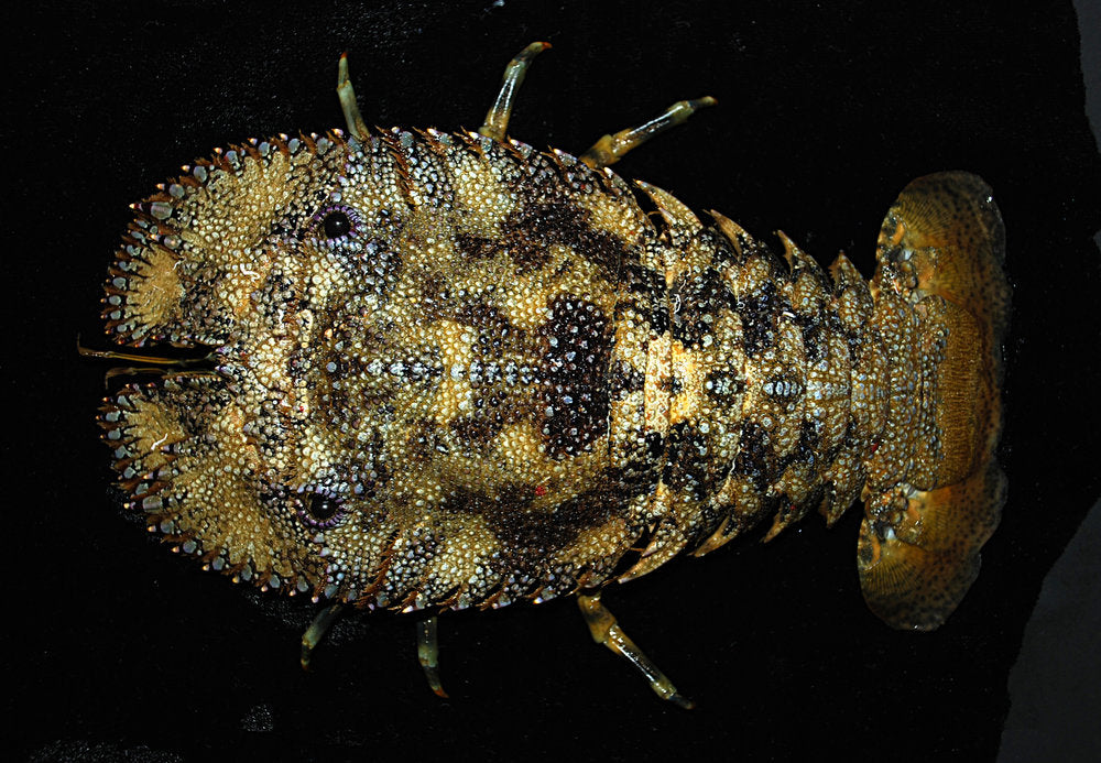 Sculptured Slipper Lobster Size: M 2" to 3"