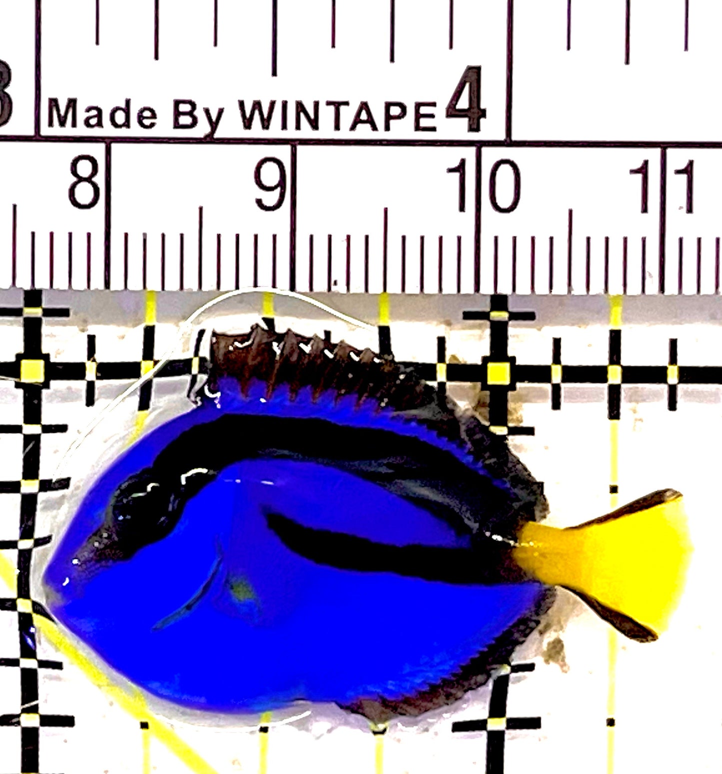 Blue Hippo Tang BHT030301 WYSIWYG Size: Tiny 1.5" approx