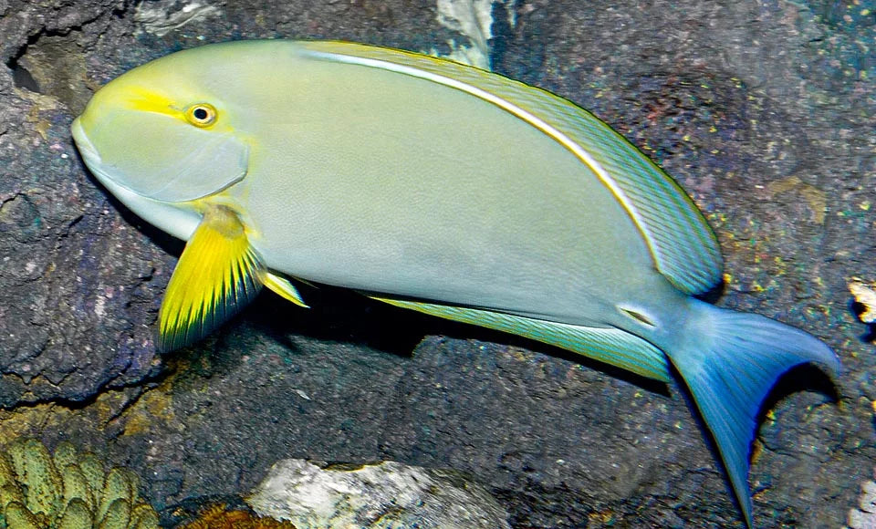 Yellow Fin Tang Fish Size: S 2" to 3" - Violet Aquarium