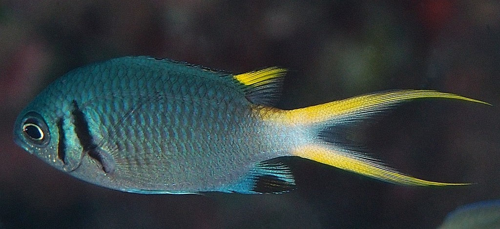 Yellowtail Double Bar Chromis
