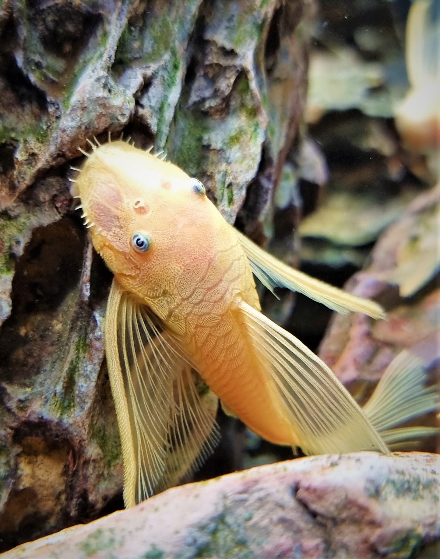 Lemon Longfin Blue Eye Pleco