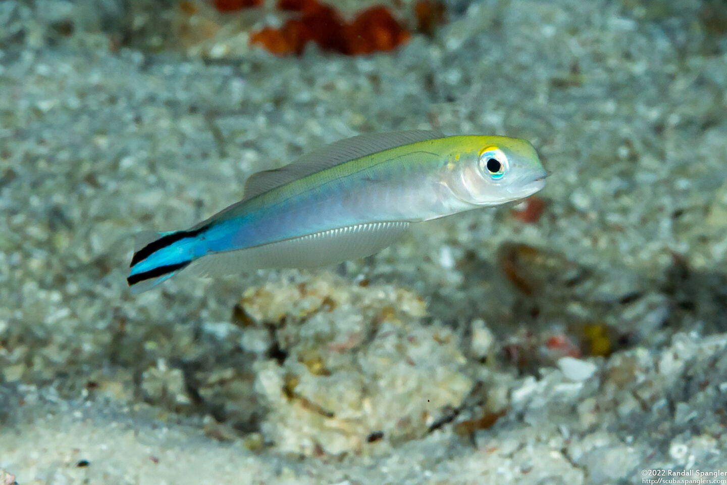 Rare Flagtail Blanquillo Size: XL/Show 8" Above - Violet Aquarium