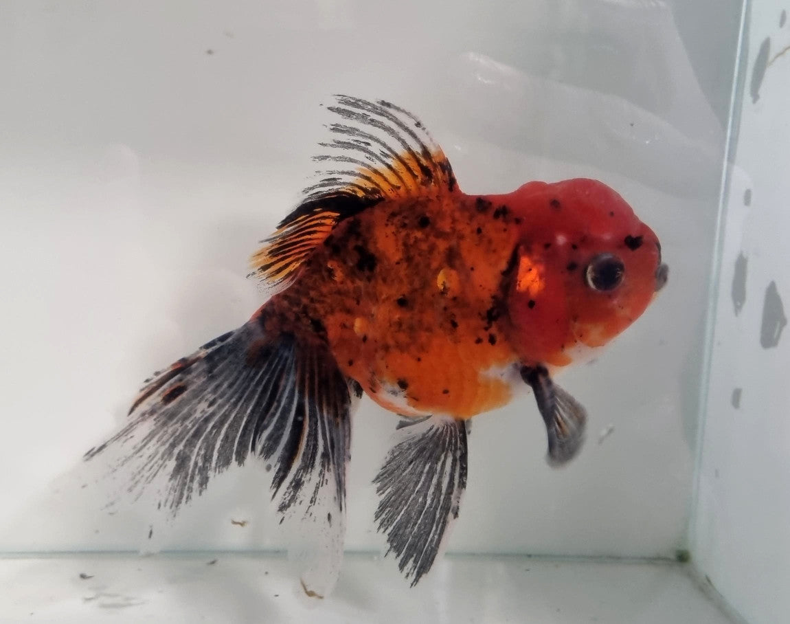 Red Black White Tircolor Fancy Oranda Goldfish Grade A Thailand