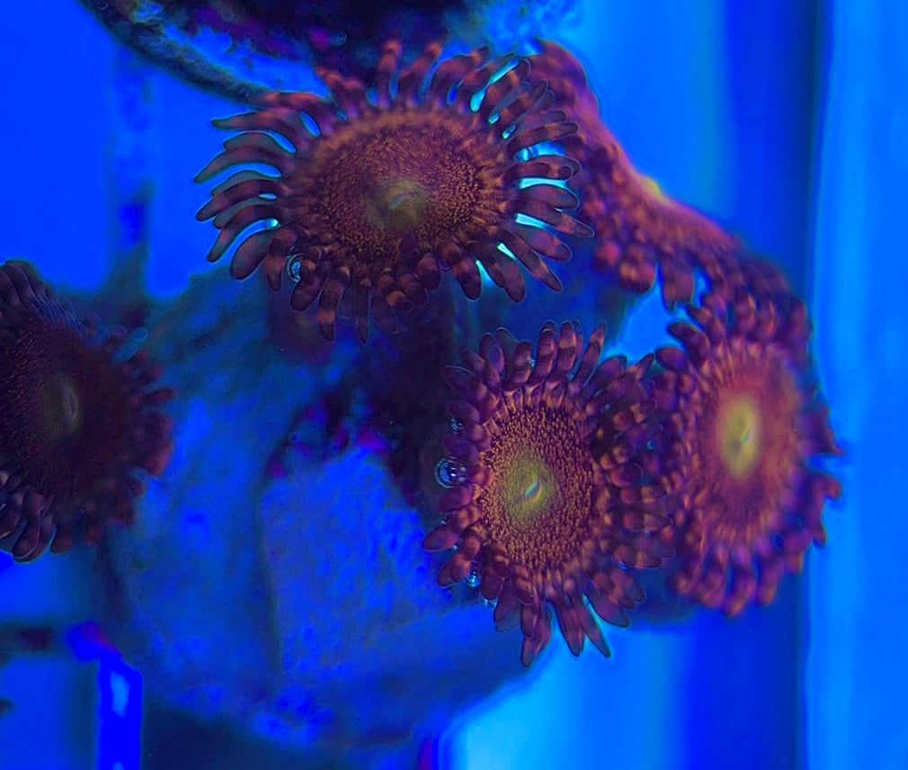 Aquacultured Zoanthids/Playthoa AZP031311 WYSIWYG