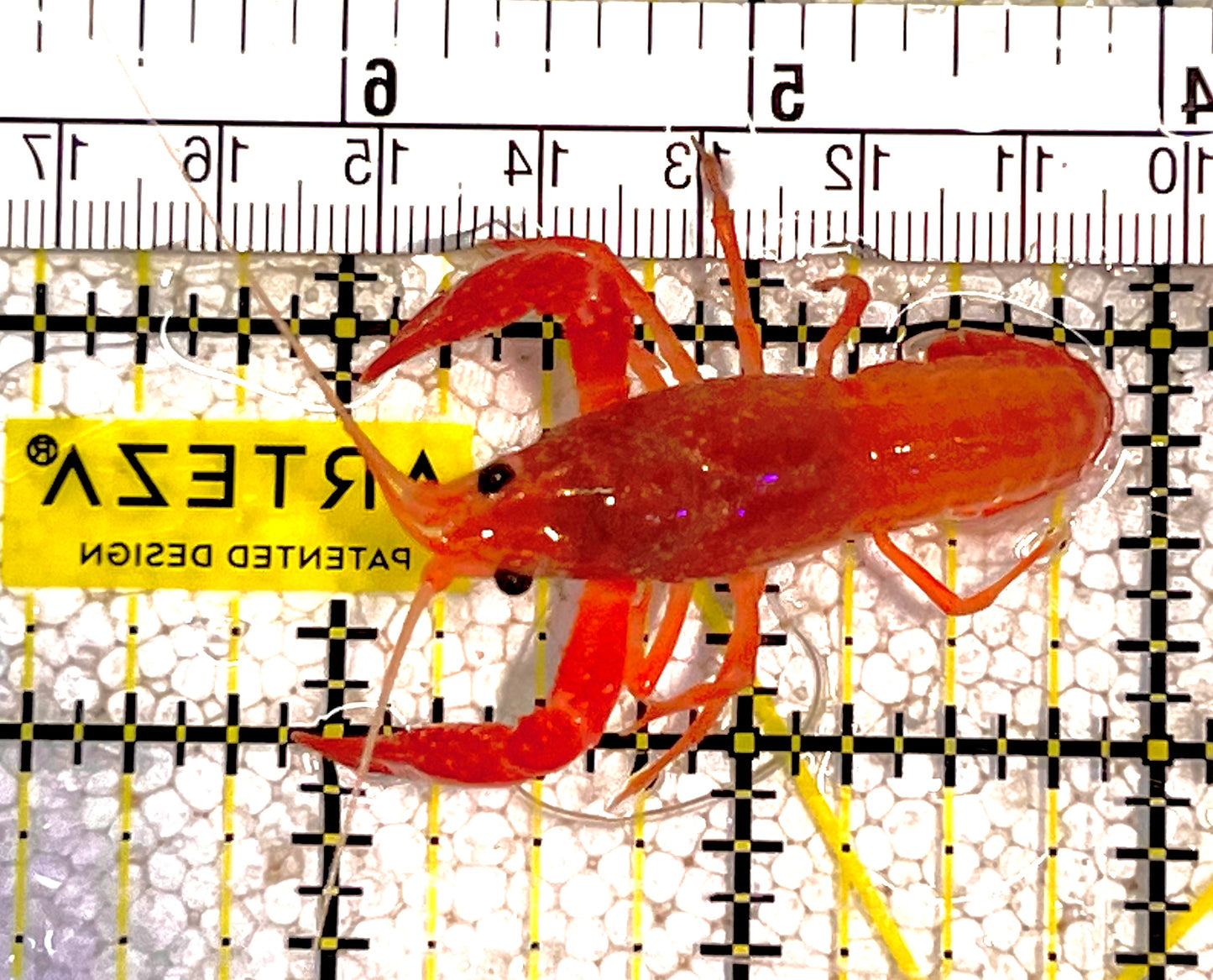 Fire Shrimp FS032101 WYSIWYG Size: S 2" approx