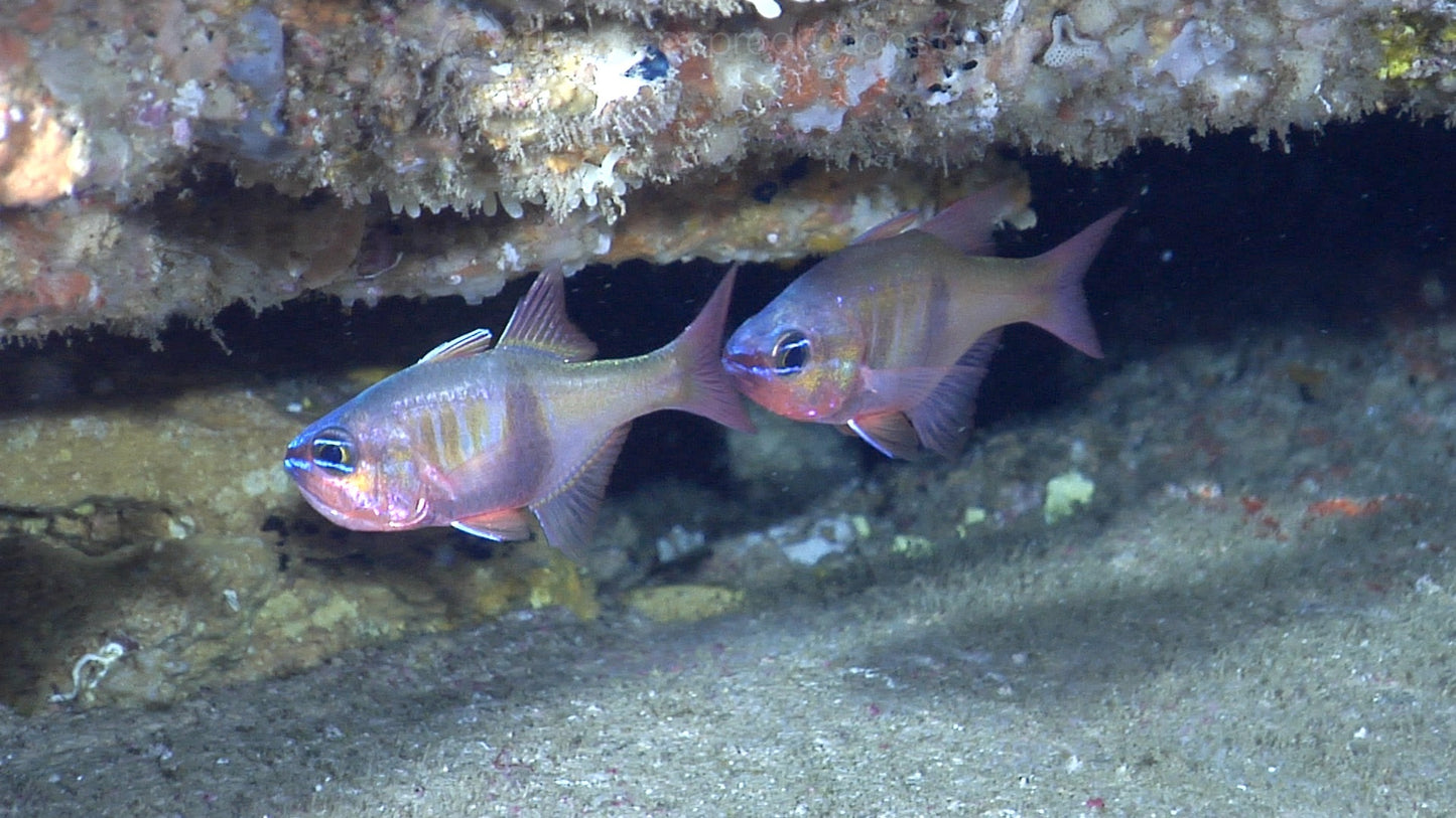 Archamia Lea Cardinal