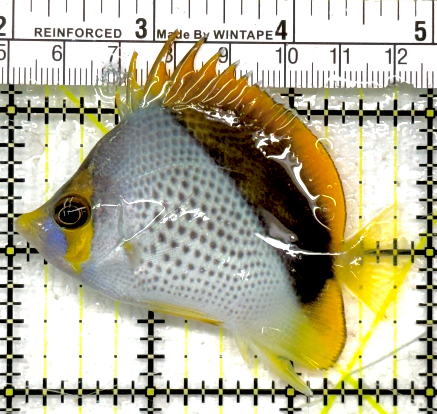 Declivis Butterflyfish DB040502 WYSIWYG Size: M 2.75" approx