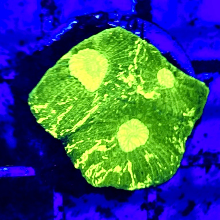 Aussie Ultra Neon Favia Size: S 0.5" to 0.75" Diameter Approx