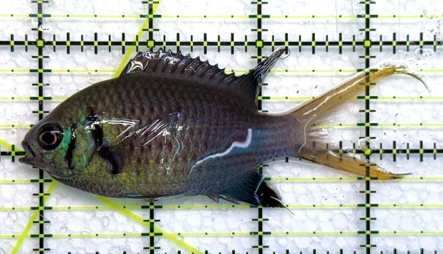 Yellowtail Double Bar Chromis YDBC040101 WYSIWYG Size: M 3.5" approx