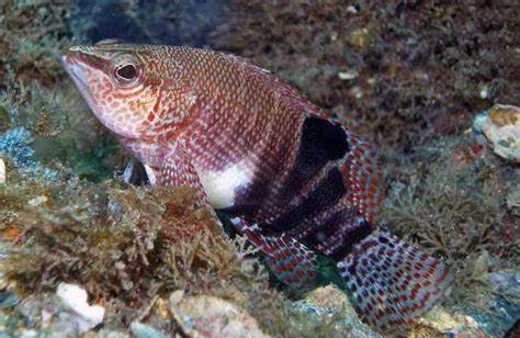 Belted sandfish