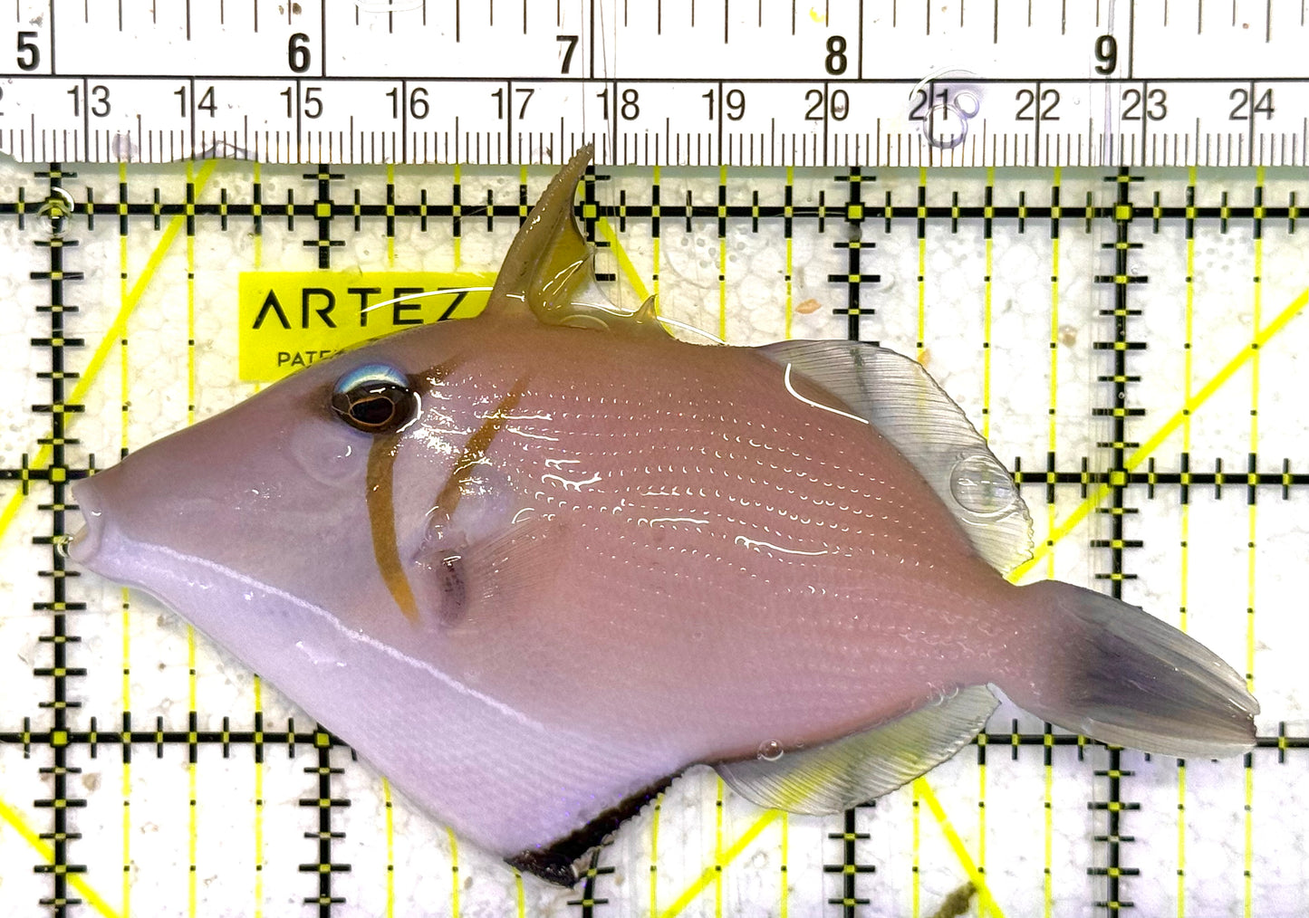 Lei Boomerang Triggerfish LBT033102 WYSIWYG Size: L 4.25" approx