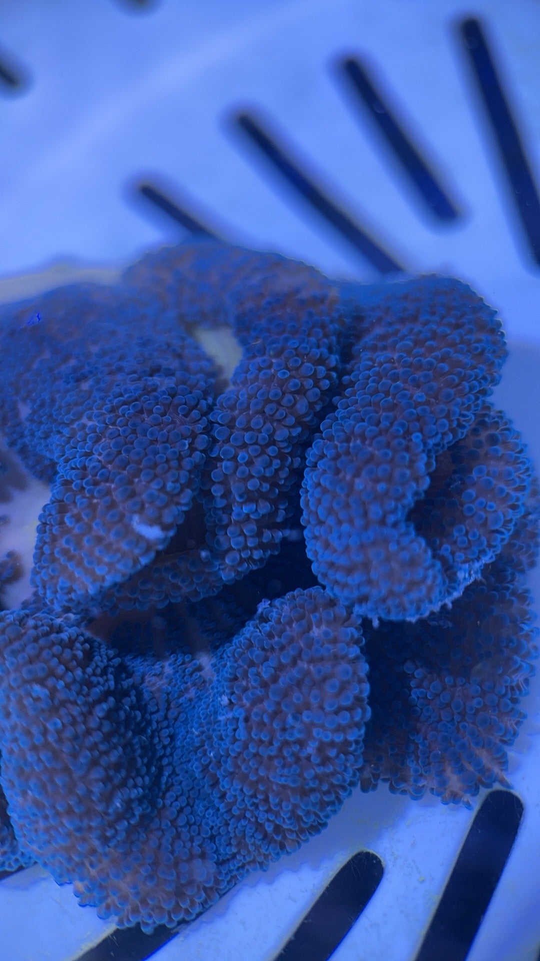 Blue Carpet Anemone Size: M 3" to 4" WYSIWYG