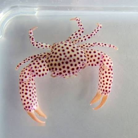 Acropora Crab