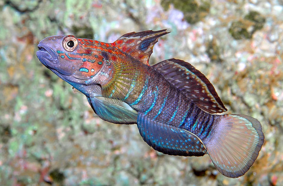 Sand Shifting Banded Sleeper Bullet Goby Size: L 3" to 4"