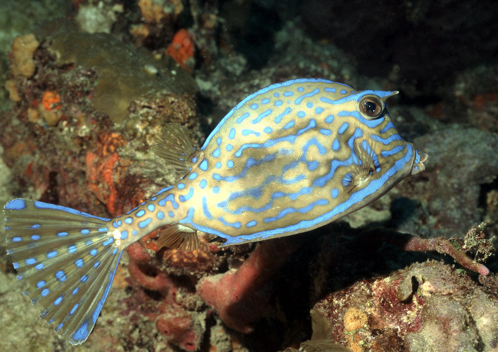 Scrawled Cowfish