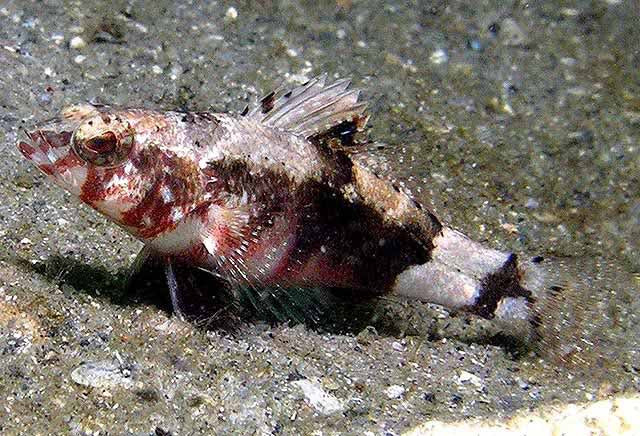 Pygmy Sea Bass