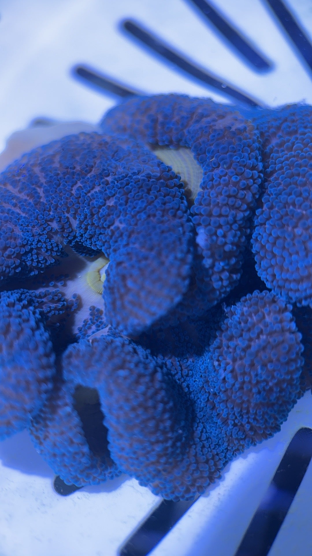 Blue Carpet Anemone Size: M 3" to 4" WYSIWYG