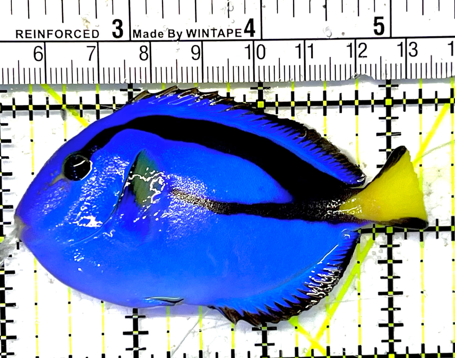 Blue Hippo Tang BHT032002 WYSIWYG Size: M 3.25" approx