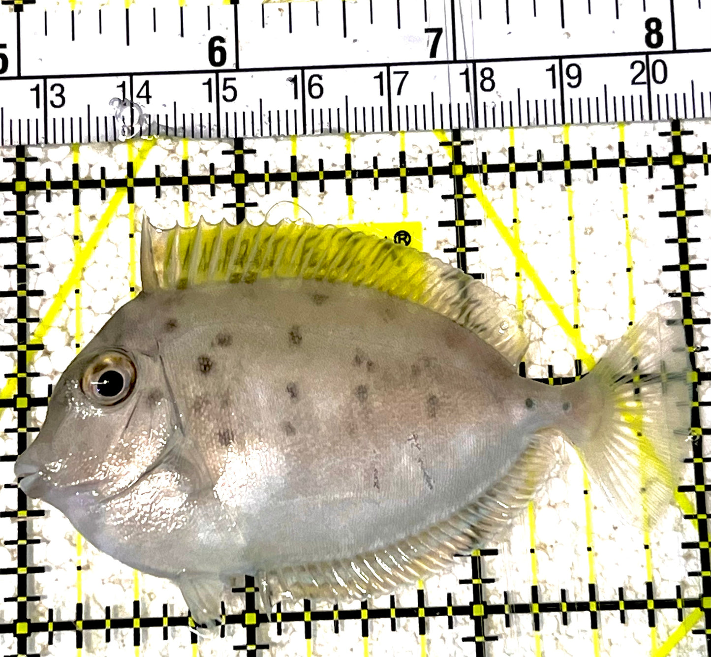 Unicorn Tang UT031901 WYSIWYG Size: M 3" approx