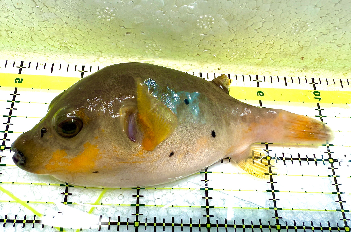 Dogface Puffer Fish DP040201 WYSIWYG Size: L 4.5" approx