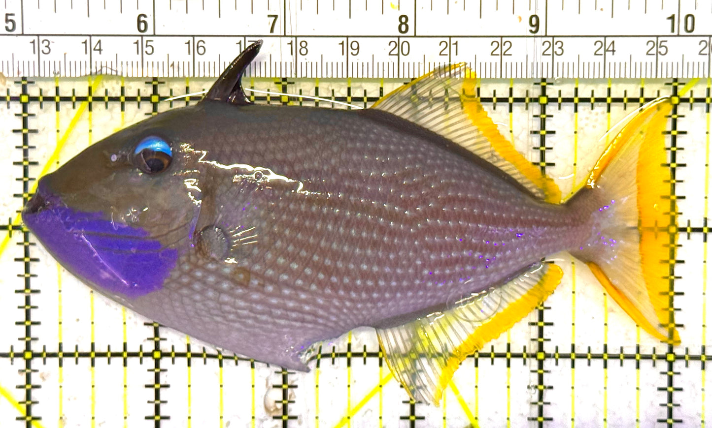 Male Blue Throat Triggerfish (Reefsafe) MBTT033102 WYSIWYG Size: L 5.25" approx