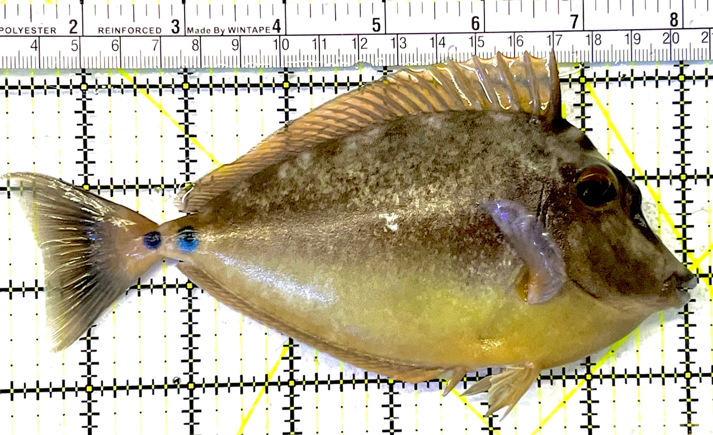 Unicorn Tang UT032001 WYSIWYG Size: XL 6.75" approx