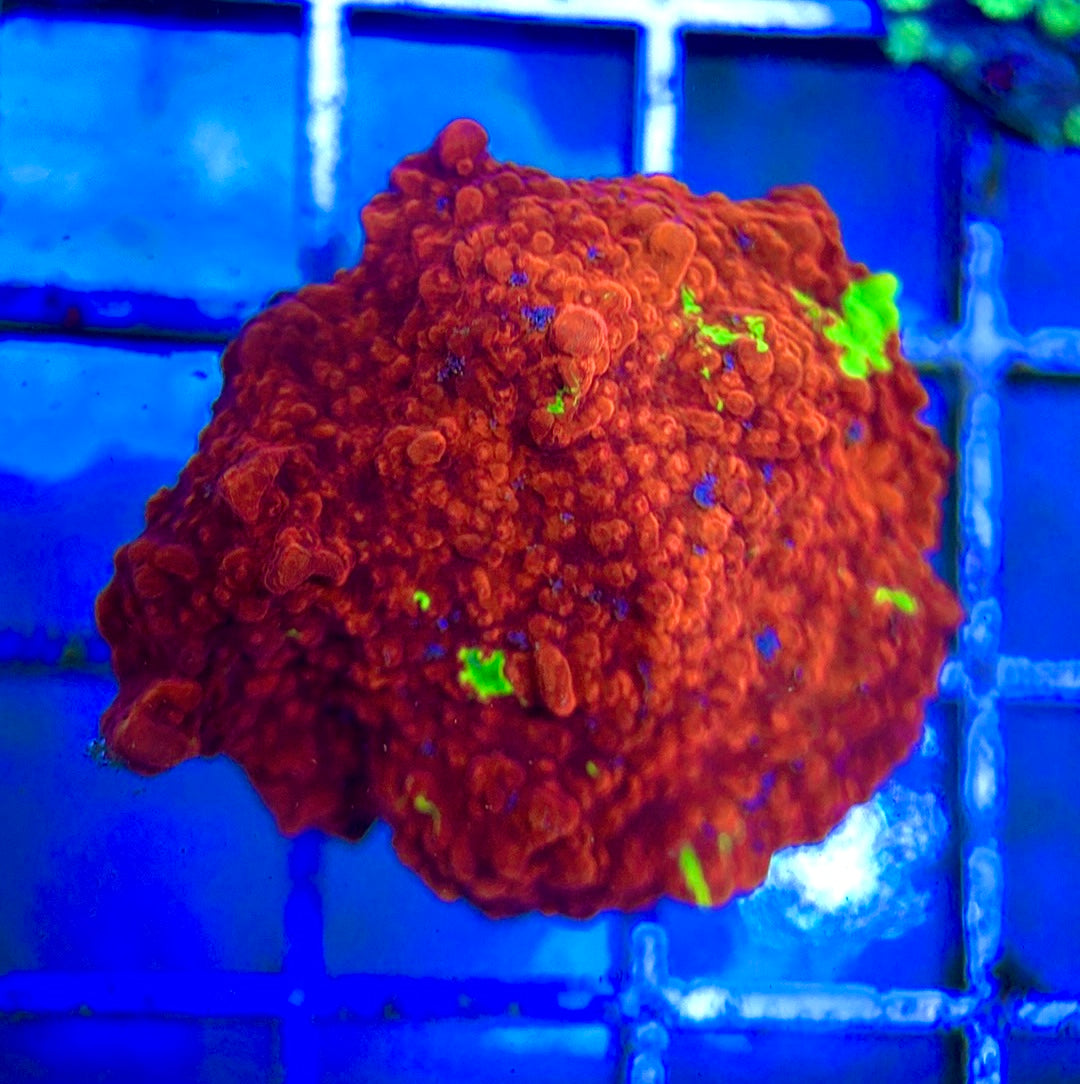 Red and Green Grafted Montipora RGGM042202 WYSIWYG