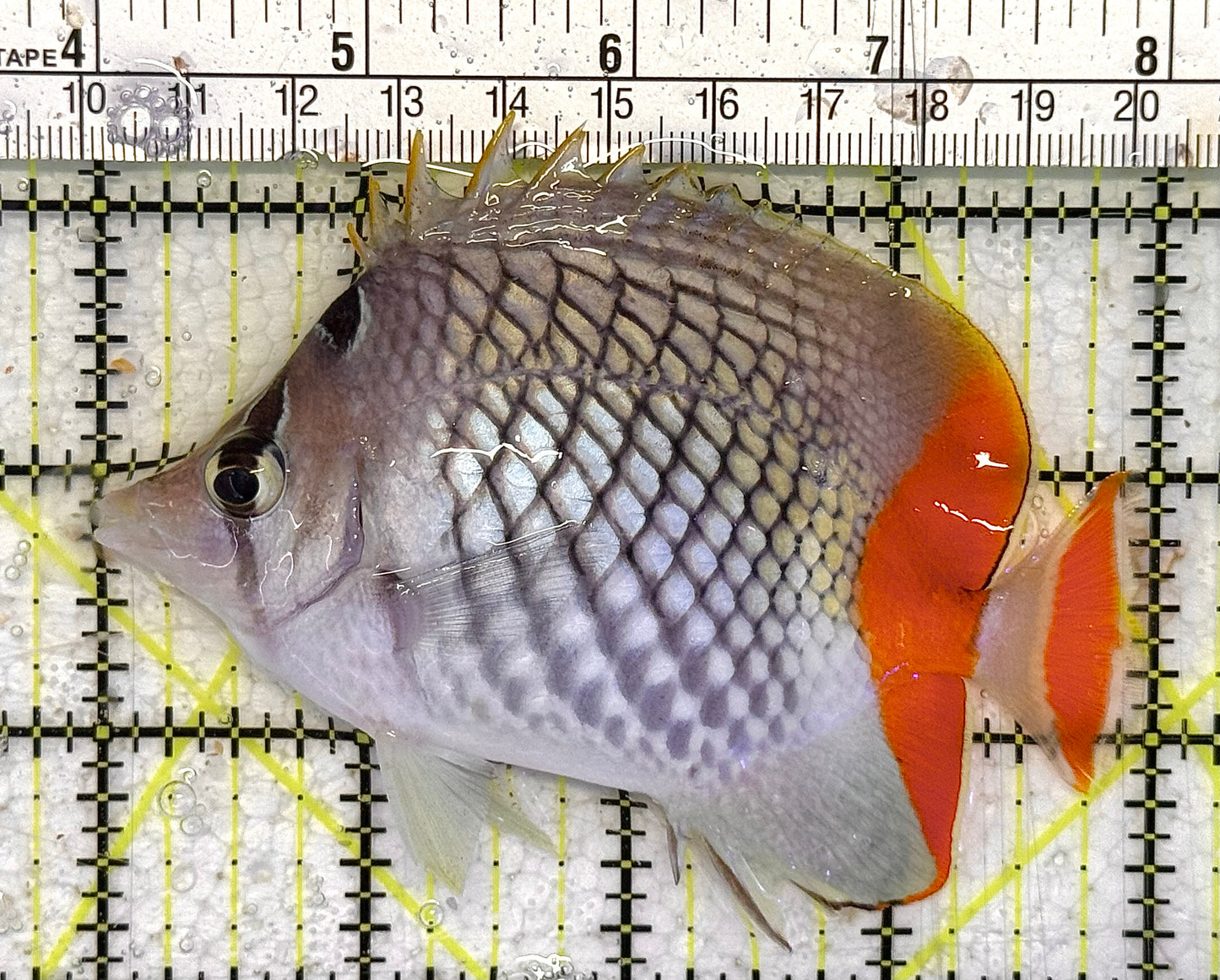Pearlscale Butterflyfish PB040102 WYSIWYG Size: M 4” approx