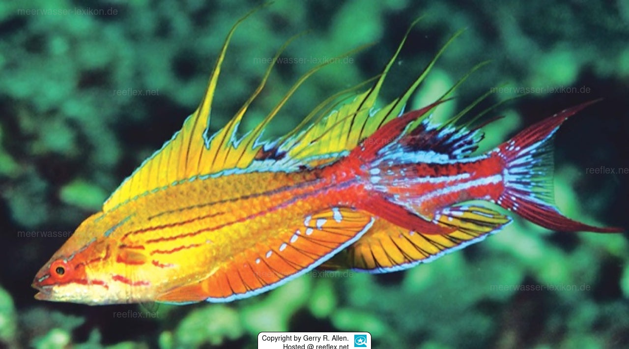 Rare Solomon Islands Filament Flasher Wrasse Size: XL 2.5" to 3.5"