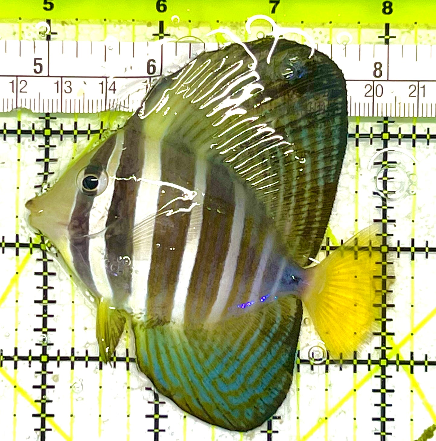 Sailfin Tang ST033103 WYSIWYG Size: M 3" approx