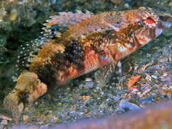 Pygmy Sea Bass