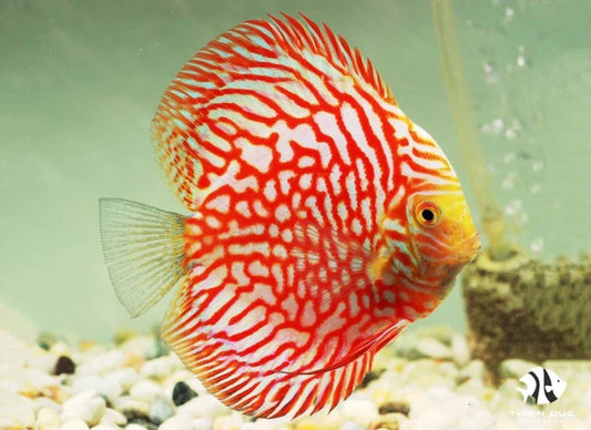 Discus Pigeon Red(Maldives) Size: SHOW 7" or Above
