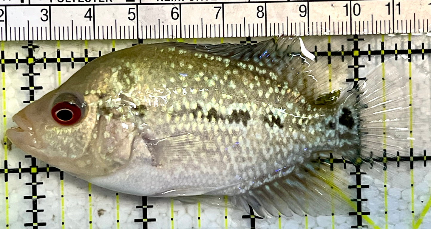 Flowerhorn Cichlid FC1200 WYSIWYG Size: S 4" Approx