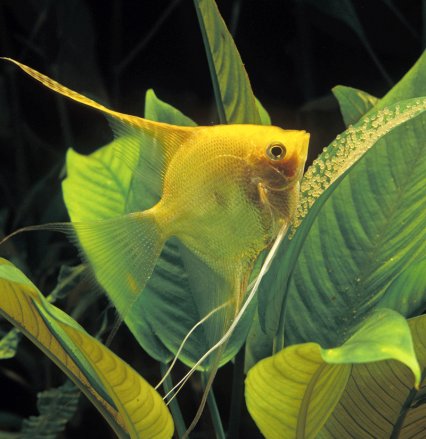 Golden Angelfish Size: ML 2" to 3"