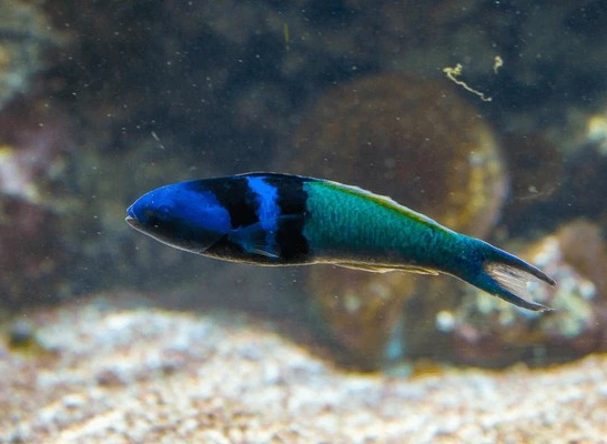 Blue Head Wrasse Size: L 4" to 5"