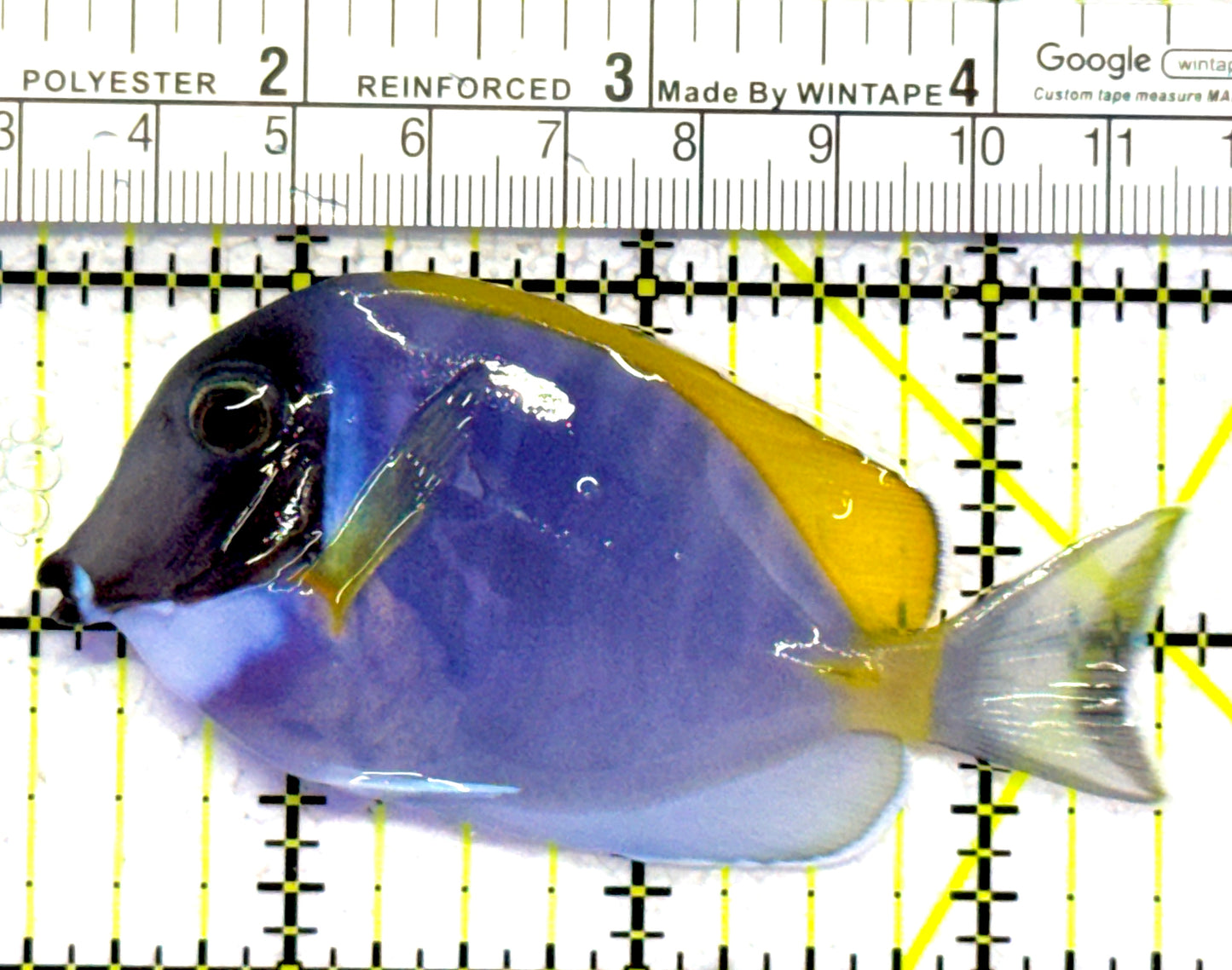 Powder Blue Tang PBT122601 WYSIWYG Size: M 3.25" approx