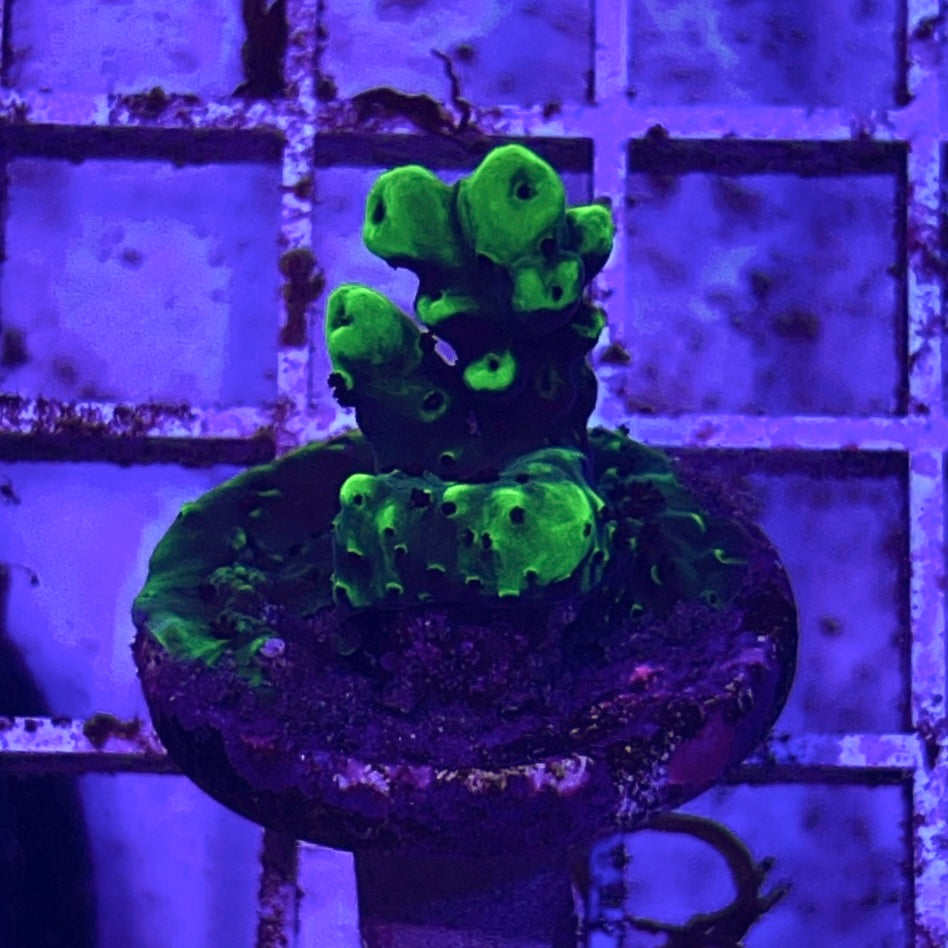 VA Toxic Smooth Operator Acropora