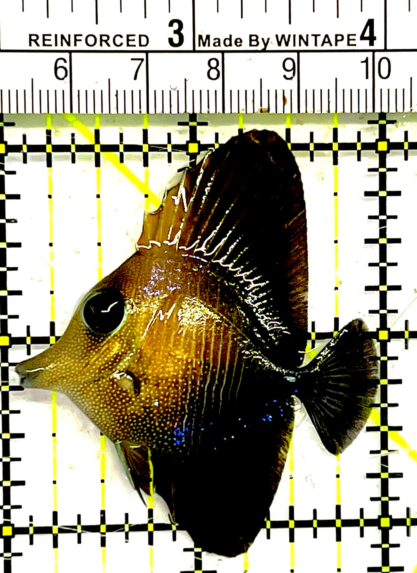 Scopas Tang ST032101 WYSIWYG Size: S 2" approx